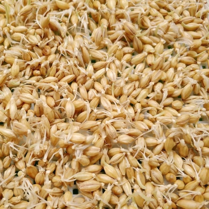 🌾 Organic Barley Seeds – Grow Nutrient-Rich Green Feed for Your Animals! 🐄🐓🐑