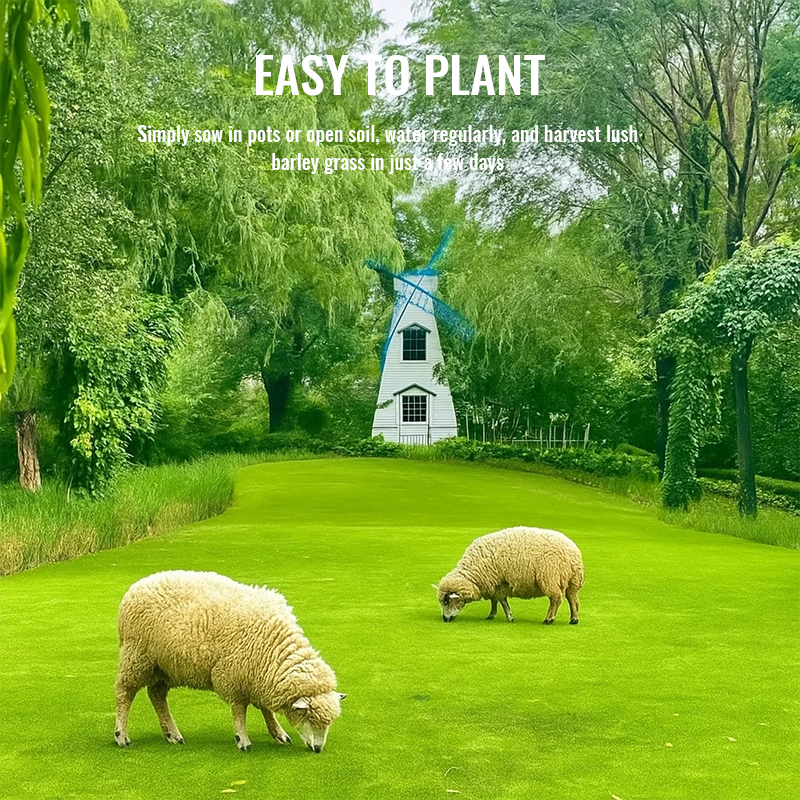 🌾 Organic Barley Seeds – Grow Nutrient-Rich Green Feed for Your Animals! 🐄🐓🐑