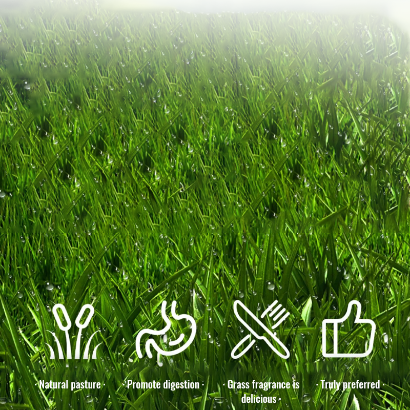 🌾 Organic Barley Seeds – Grow Nutrient-Rich Green Feed for Your Animals! 🐄🐓🐑