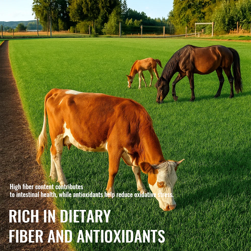 🌾 Organic Barley Seeds – Grow Nutrient-Rich Green Feed for Your Animals! 🐄🐓🐑