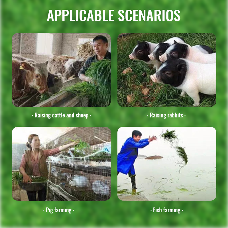 🌾 Organic Barley Seeds – Grow Nutrient-Rich Green Feed for Your Animals! 🐄🐓🐑