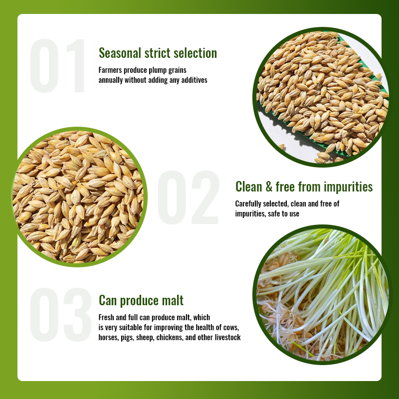 🌾 Organic Barley Seeds – Grow Nutrient-Rich Green Feed for Your Animals! 🐄🐓🐑