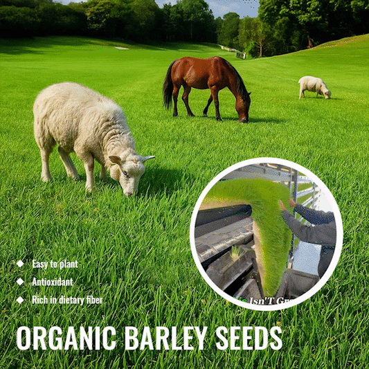 🌾 Organic Barley Seeds – Grow Nutrient-Rich Green Feed for Your Animals! 🐄🐓🐑