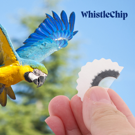 💥 BirdWhistle 1+1 FREE – Mini Magic Birdcall Whistle Chip